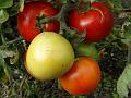 2014-0903-1350_Tomatoes_23,1C
